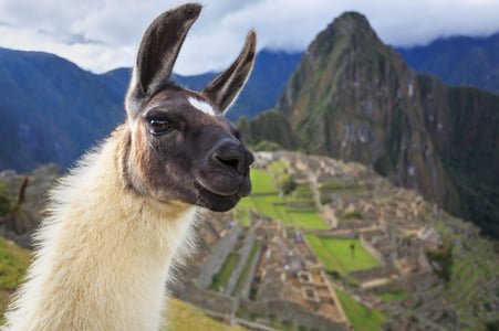 Machu_Picchu_Llama_shutterstock_228804430-1620x1080