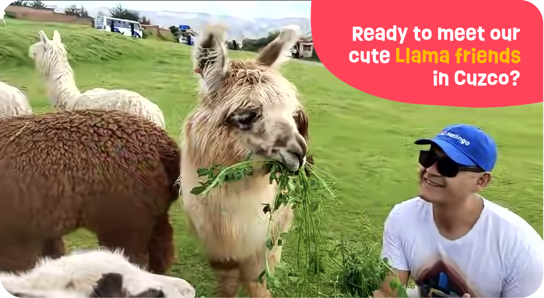 readyforllamas-big@2x